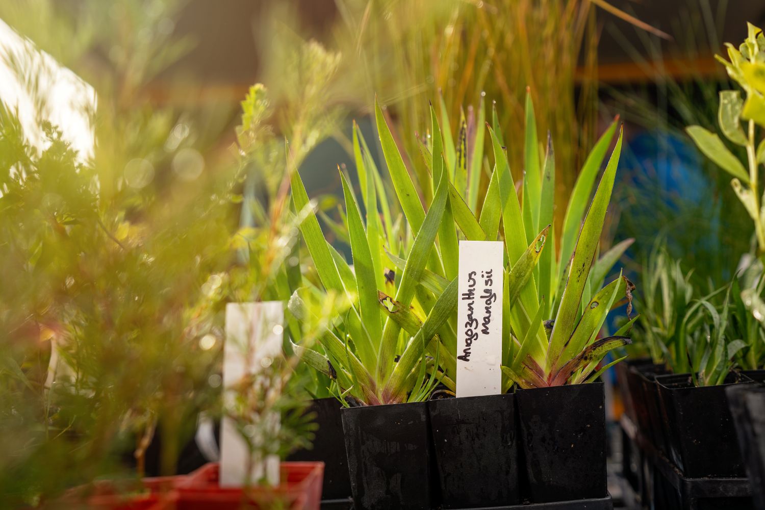 A close-up shot shows small black plastic pots containing green, strap-like native kangaroo paw seedlings with a white marker hand-written with the scientific name Anigozanthos manglesii.